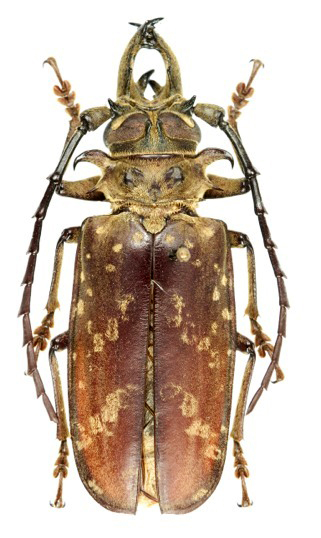 Anthracocentrus arabicus